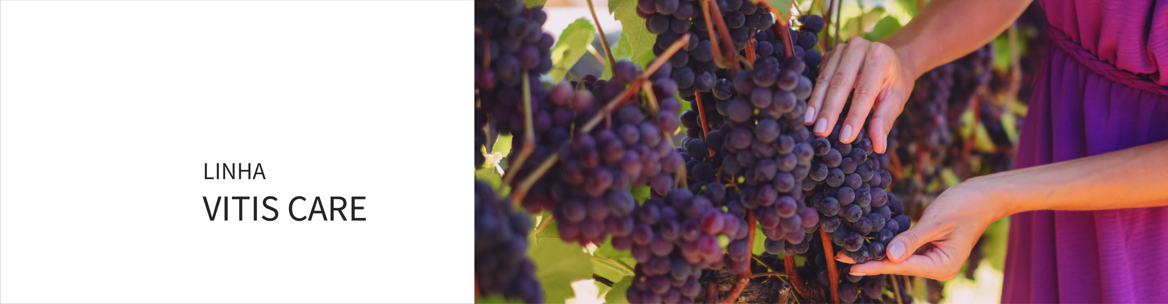 Vitis Care 